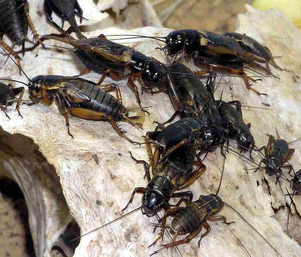 Are Crickets Decomposers: The Classification of Crickets as Decomposers is Often Linked to Their Detritivorous and Scavenging Behaviors (Credit: Arpingstone 2005)