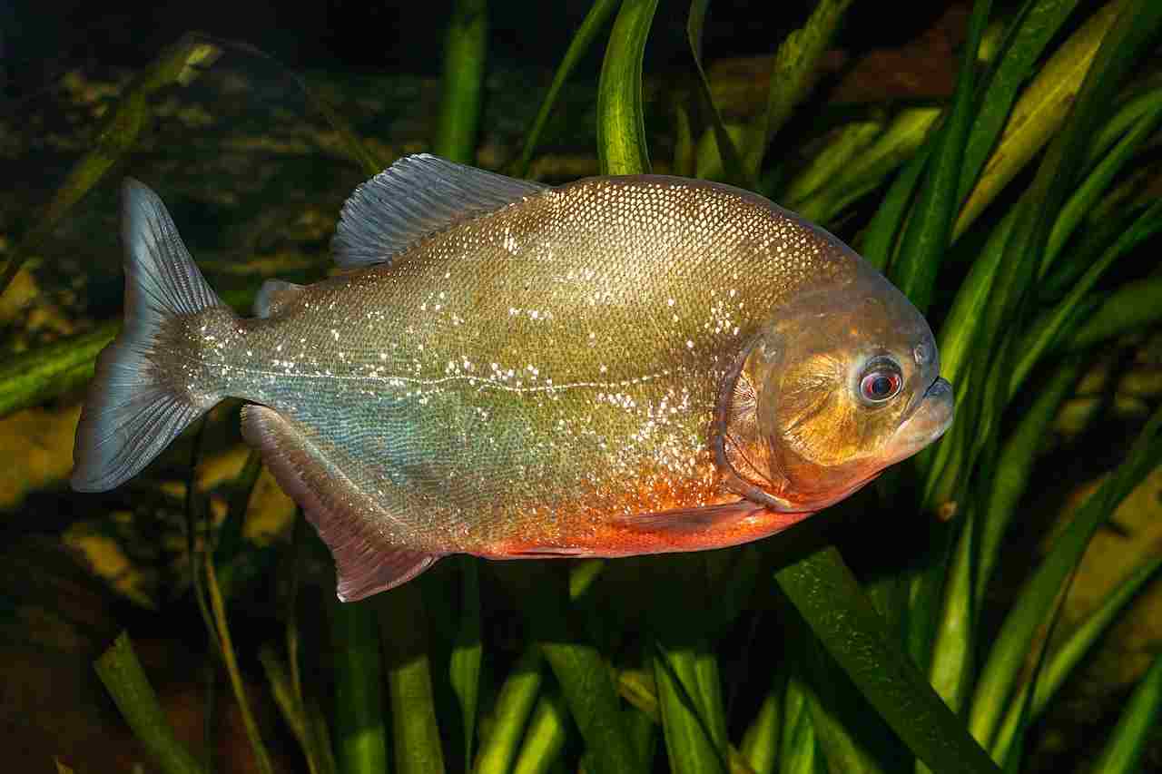 Are Fish Carnivores: Piranha is an Example of a Carnivorous an Predatory Fish (Credit: H. Zell 2019 .CC BY-SA 3.0.)