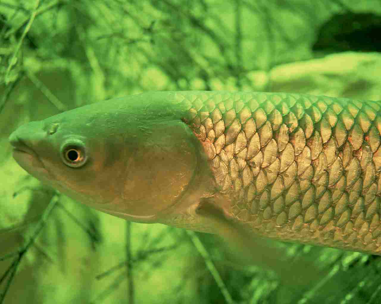 Are Fish Carnivores: Fish Like Mbuna and Grass Carp are Herbivorous (Credit: Engbretson, Eric 2004)