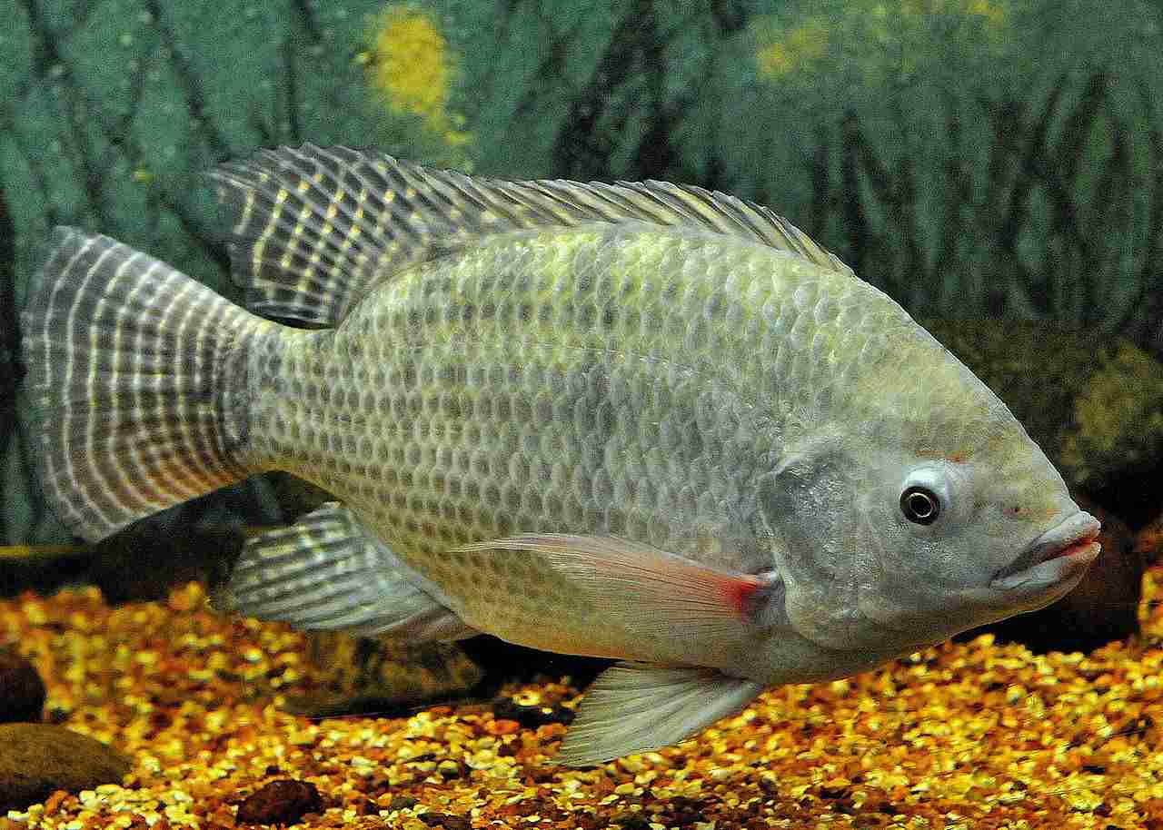 Are Fish Carnivores: Tilapia is an Omnivore with Opportunistic Feeding Behavior (Credit: Germano Roberto Schüür 2015 .CC BY-SA 4.0.)