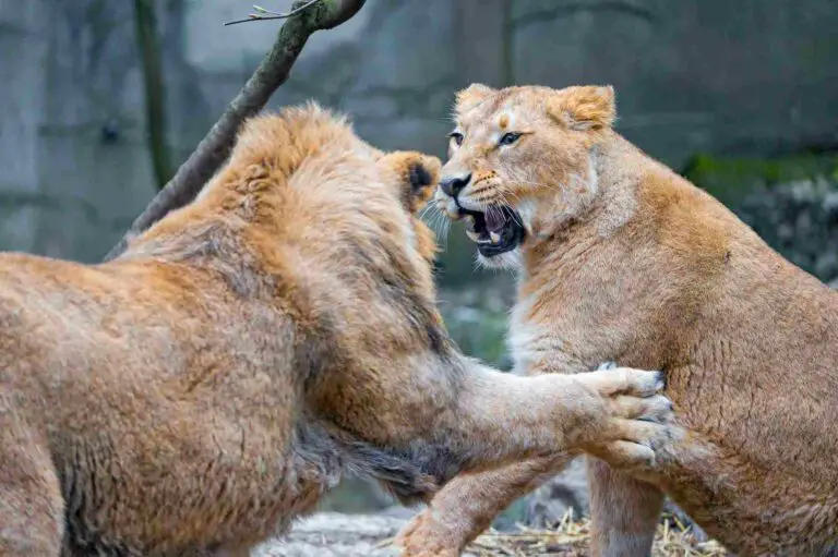 Are Lions Apex Predators? Trophic Status of Lions Revealed