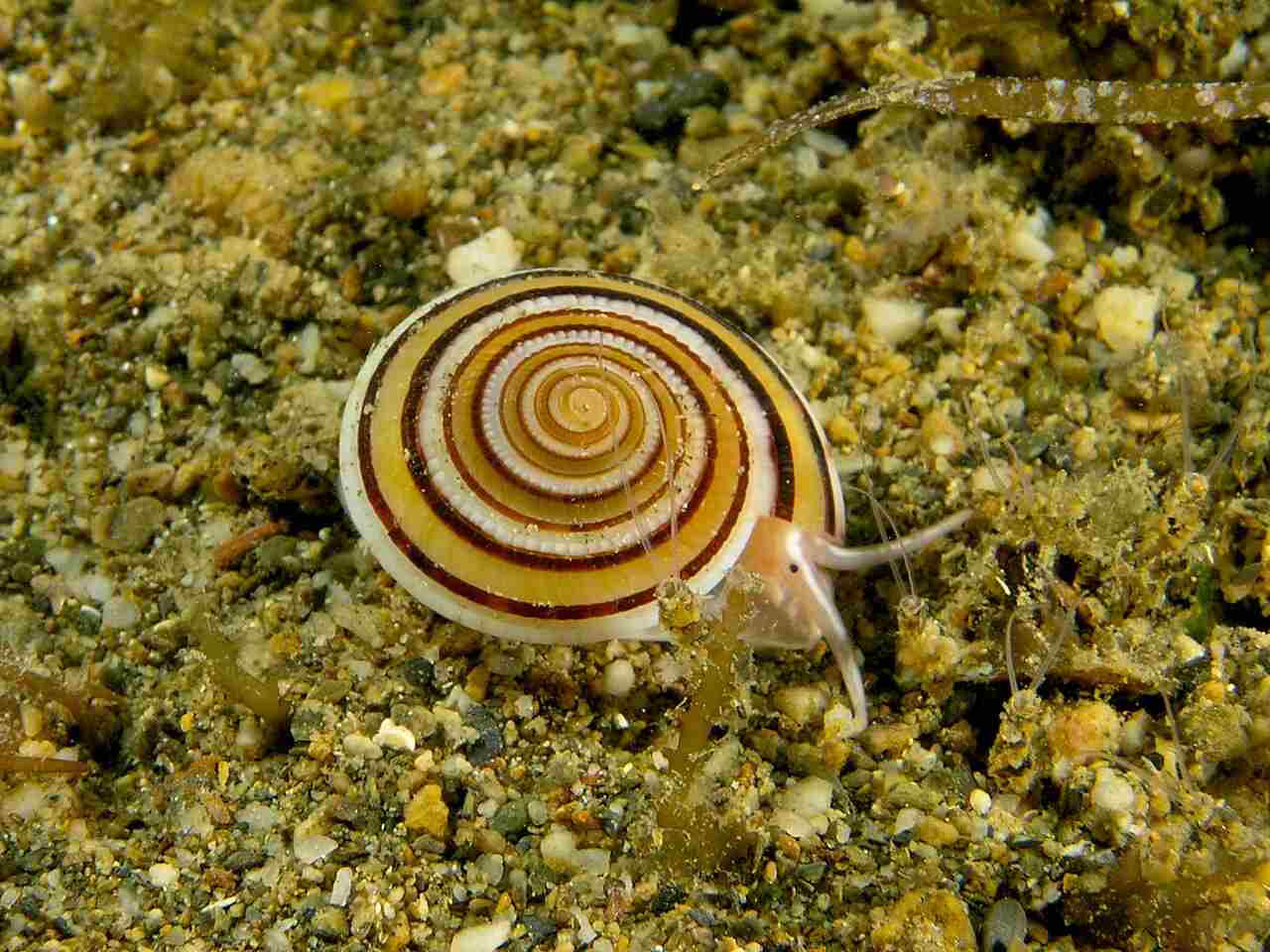 Are Snails Decomposers: Many but Not All Marine Snails are Detritivorous (Credit: Nhobgood 2009 .CC BY-SA 3.0.)