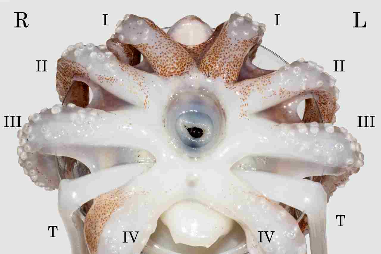 Are Squid Carnivores: Eight Arms and Two Tentacles are Typical Features of Squid (Credit: Kingfiser 2020 .CC BY-SA 4.0.)
