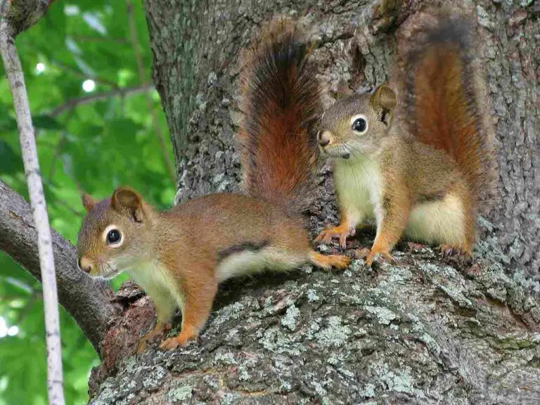 Are Squirrels Cannibalistic? An Overview of Squirrel Cannibalism