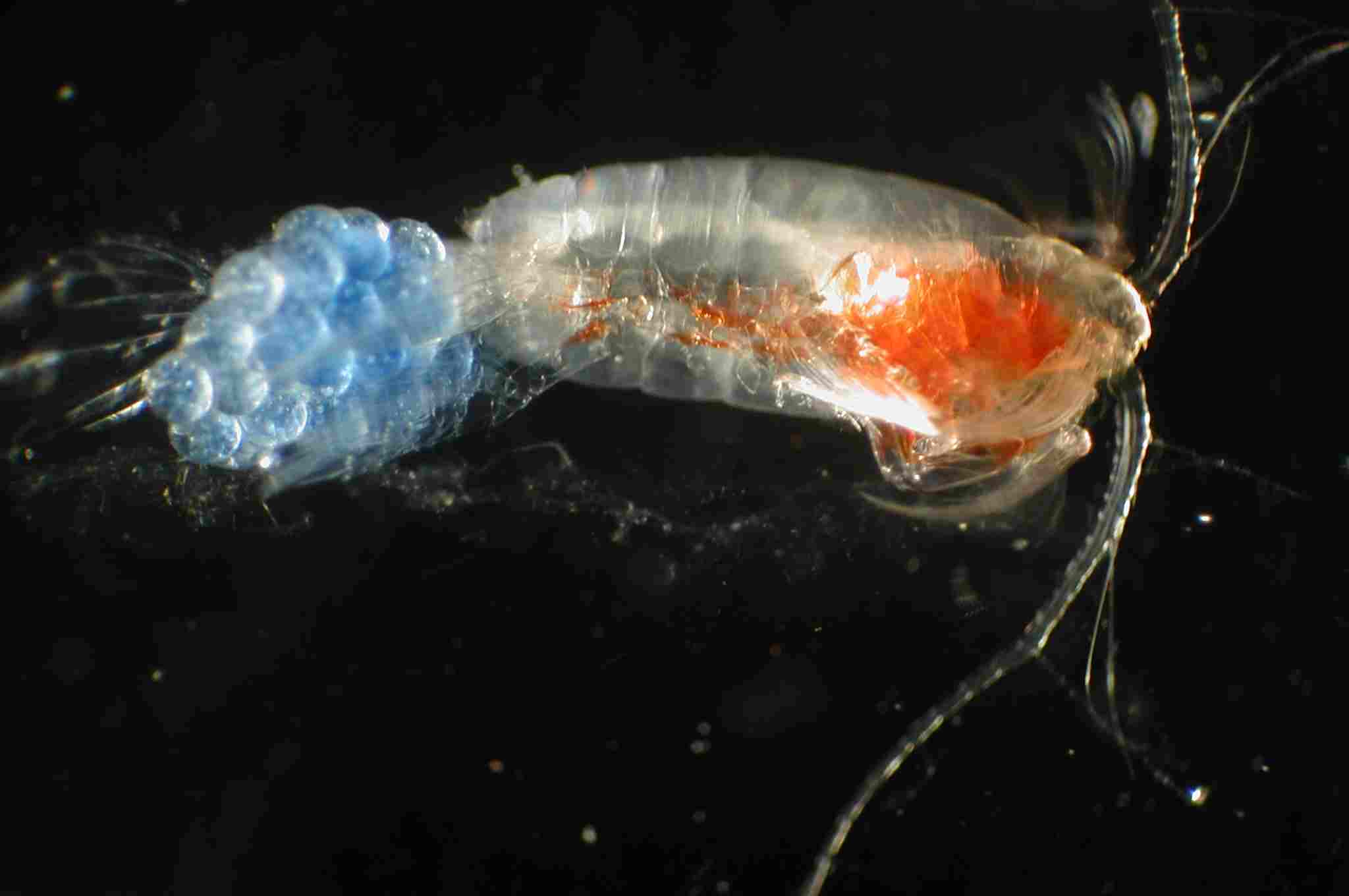 Are Zooplankton Producers or Consumers: The Biological Simplicity of Zooplankton Helps Classify Them as Primary Consumers (Credit: NOAA Photo Library 2013 .CC BY 2.0.)
