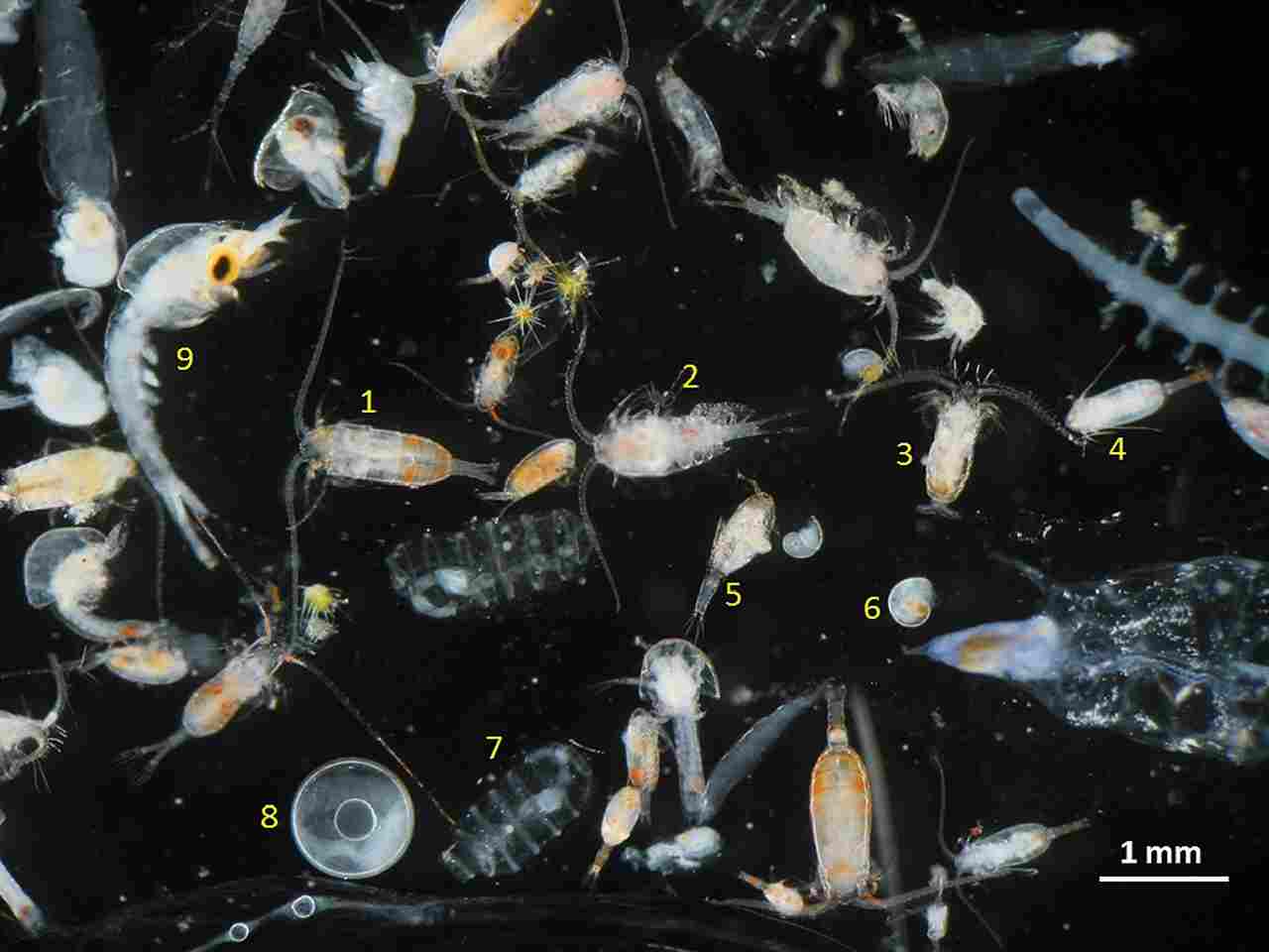 Are Zooplankton Producers or Consumers: Zooplankton Include Various Microscopic Crustaceans, Larvae, and Mollusks (Credit: Adriana Zingone, Domenico D'Alelio, Maria Grazia Mazzocchi, Marina Montresor, Diana Sarno, LTER-MC team 2019 .CC BY-SA 4.0.)