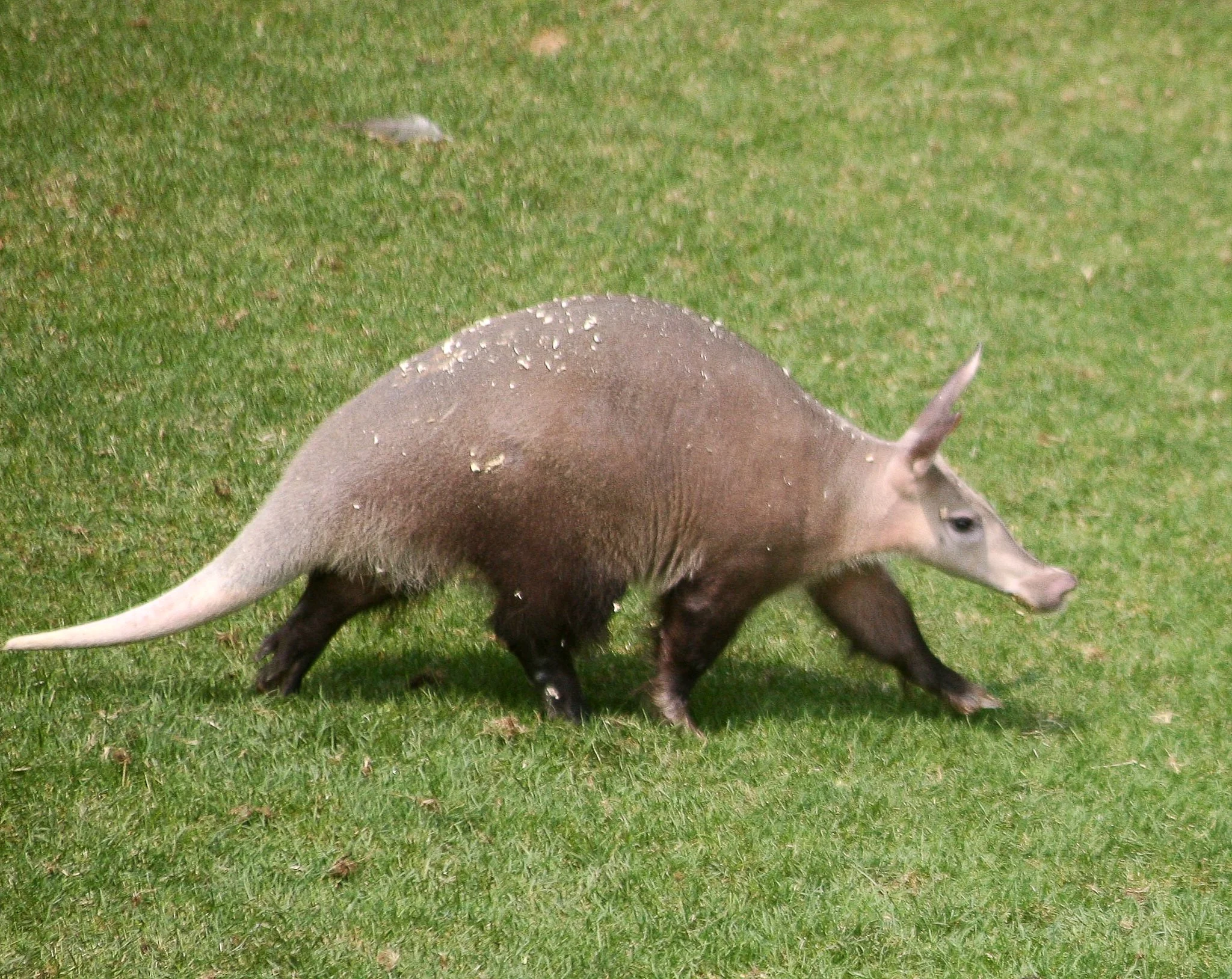 Aardvark vs anteater vs armadillo