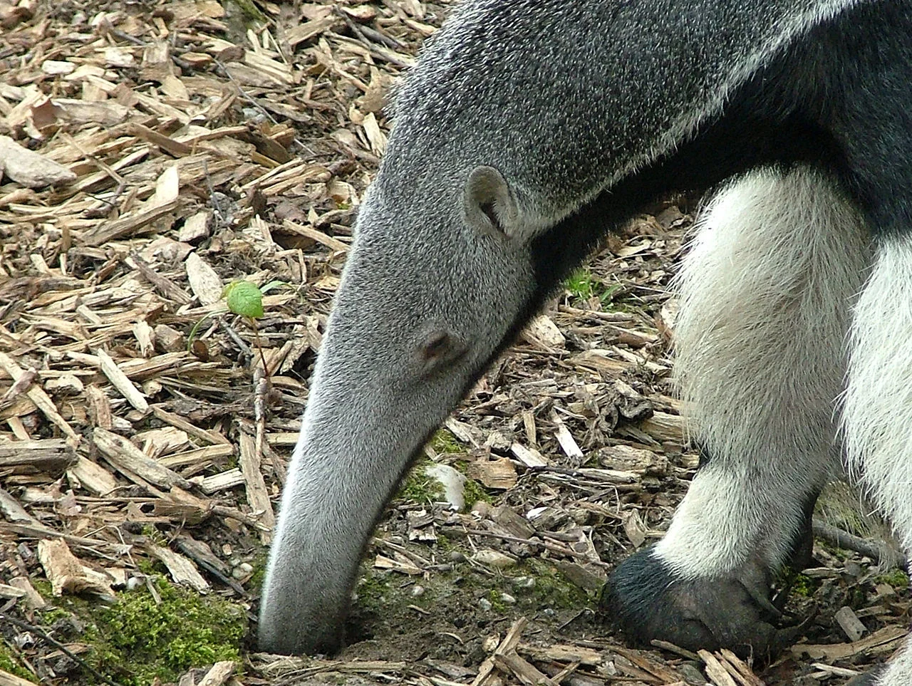 Armadillo Vs Anteater