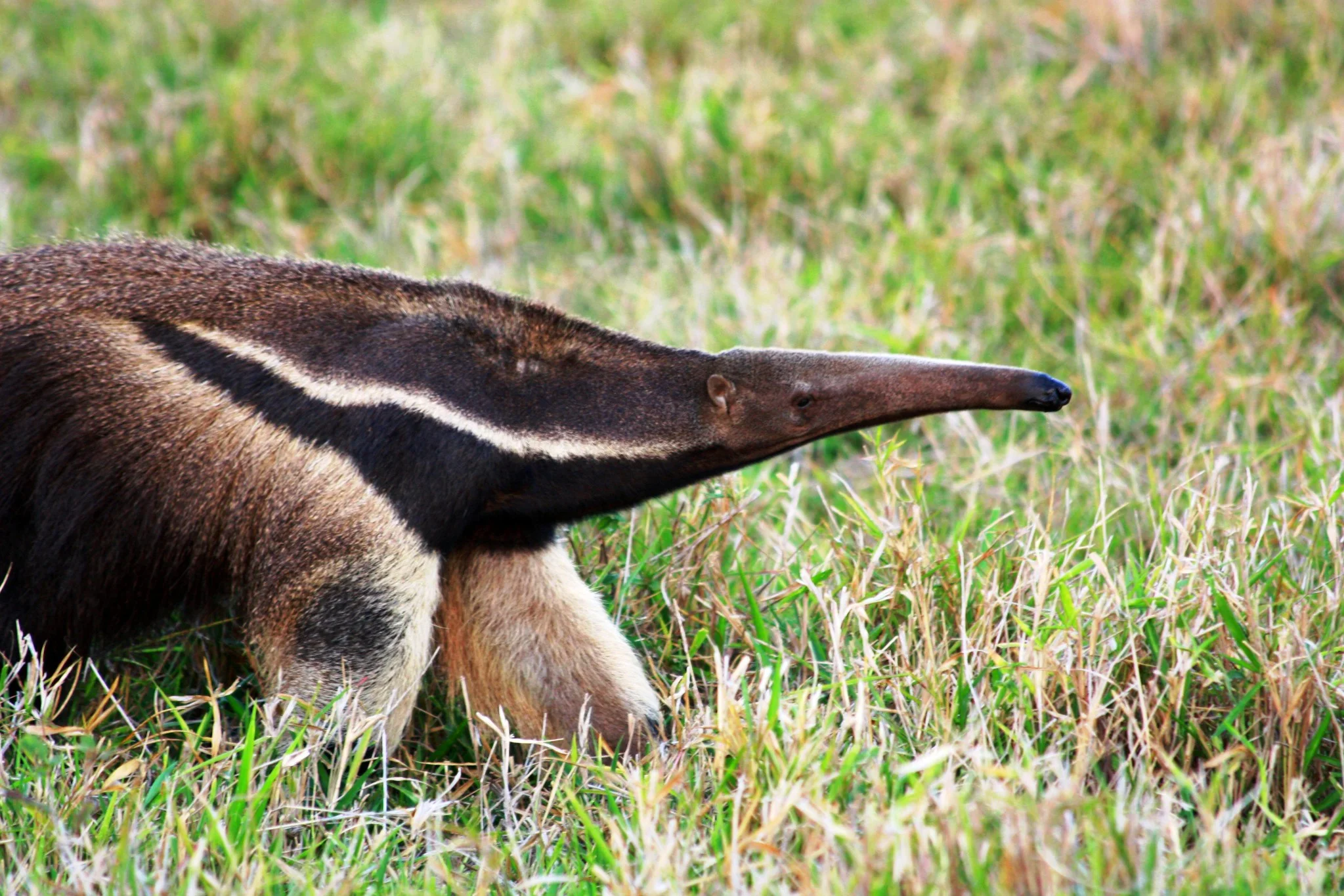 Pangolin Vs Anteater