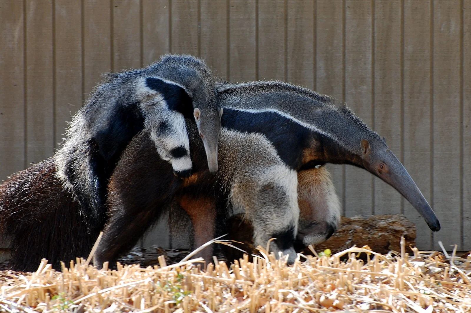 Anteater vs Aardvark