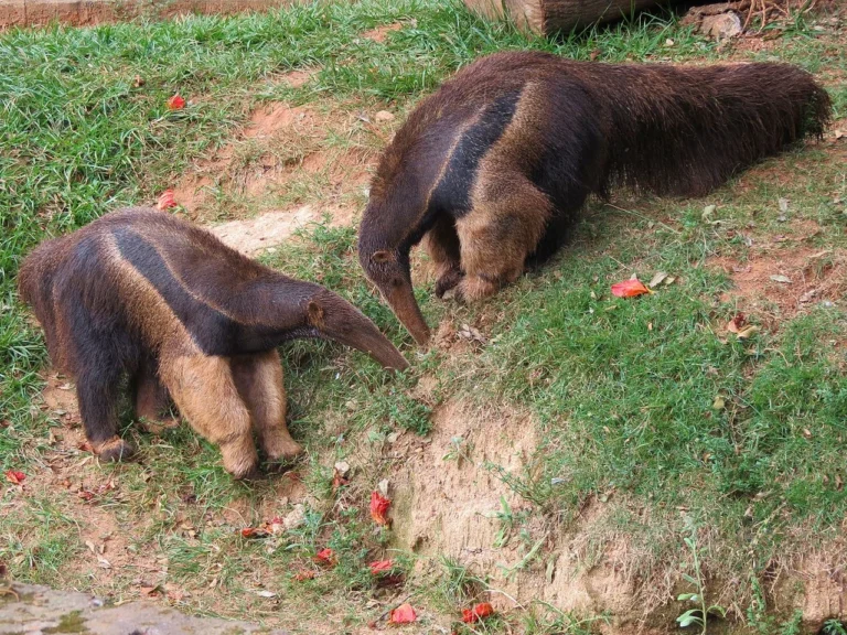Armadillo Vs Anteater Size, Weight, Overall Comparison