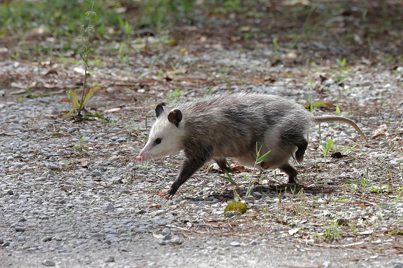 Armadillo Vs Opossum