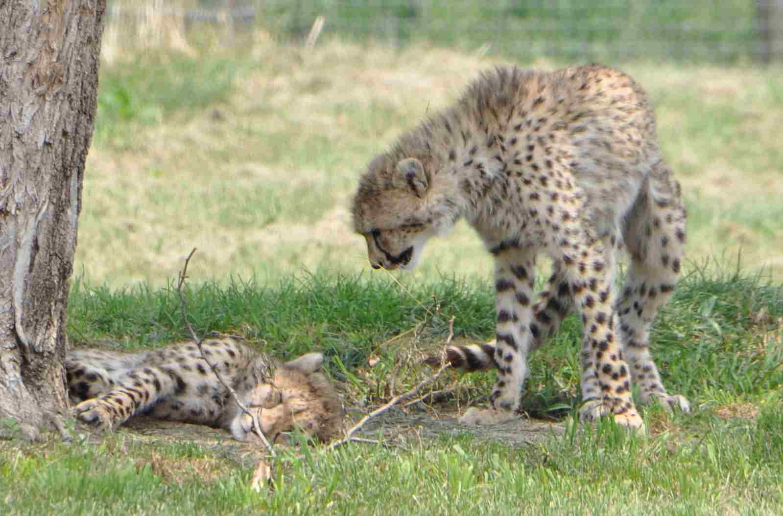 Asiatic Cheetah Vs African Cheetah: Asiatic Cheetahs are Taxonomically Different from African Cheetahs (Credit: Ted 2011 .CC BY-SA 2.0.)