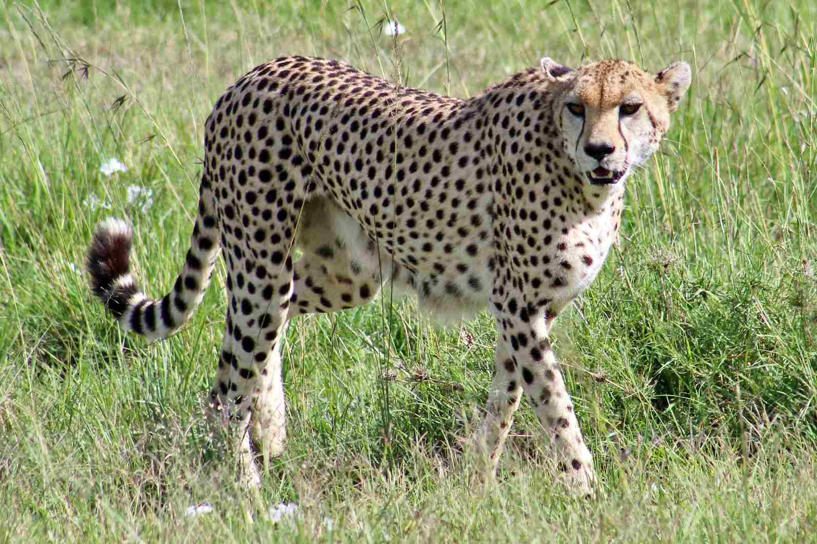 Asiatic Cheetah Vs African Cheetah: Grasslands are Suitable Habitats for Cheetahs (Credit: James St. John 2022 .CC BY 2.0.)