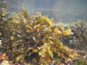 Atlantic Ocean Biotic Factors: Macroalgae like Seaweeds Create Diverse Habitats for Marine Organisms (Credit: Grubio--1 2015 .CC BY-SA 4.0.)