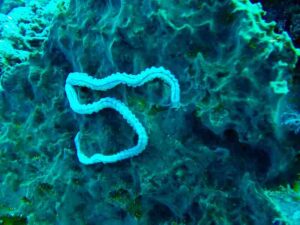 Atlantic Ocean Biotic Factors: Marine Worms Contribute to Biomass Breakdown by Feeding On Detritus (Credit: Dwi sumaiyyah makmur 2018 .CC BY-SA 4.0.)