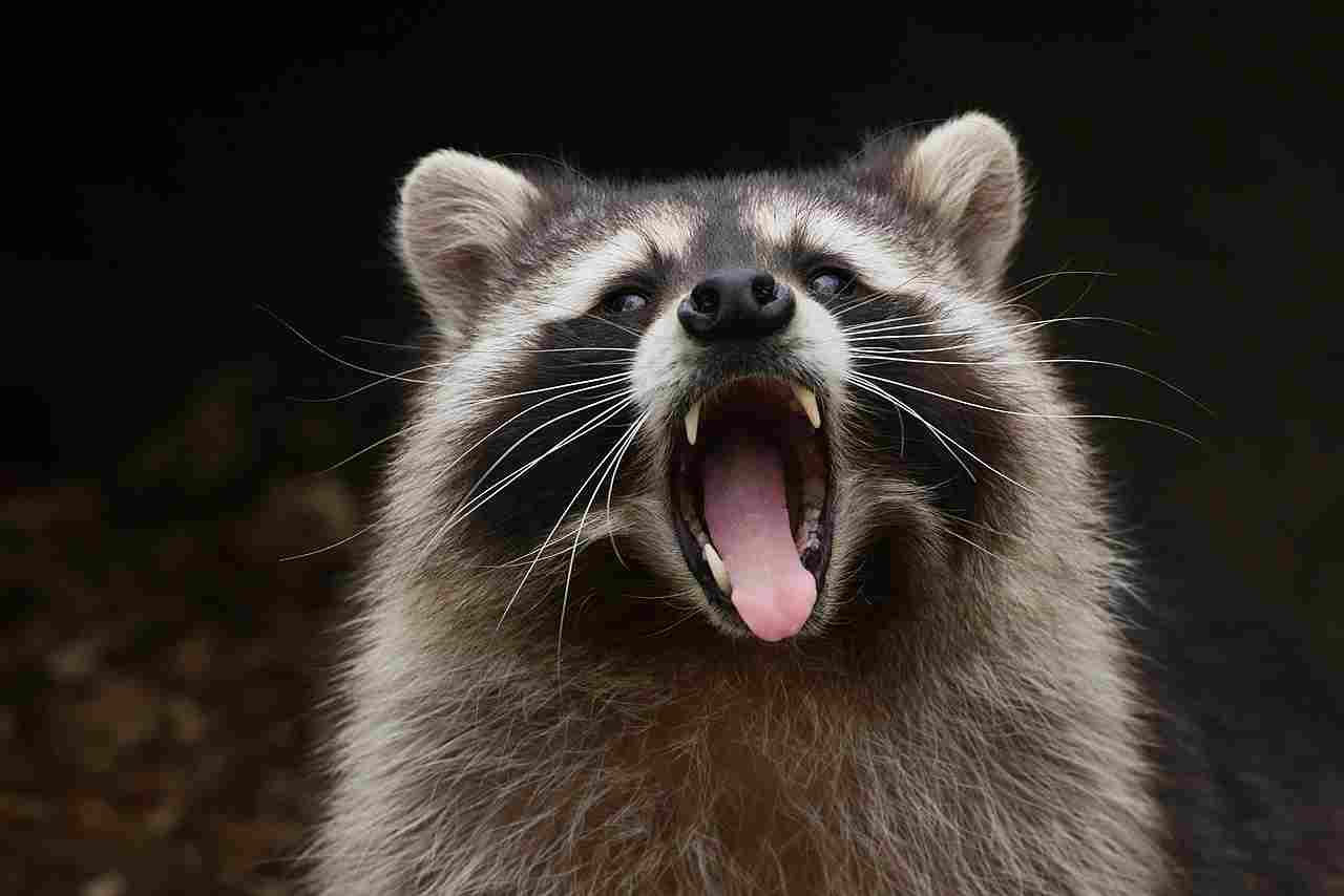 Badger Vs Raccoon