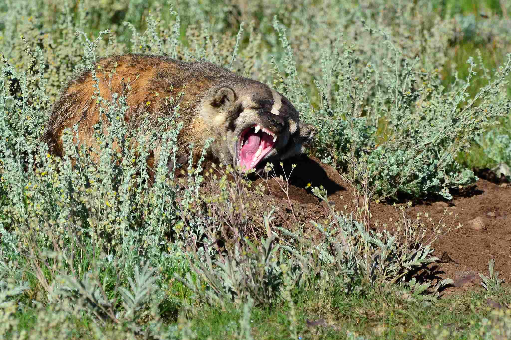Badger Vs Groundhog 