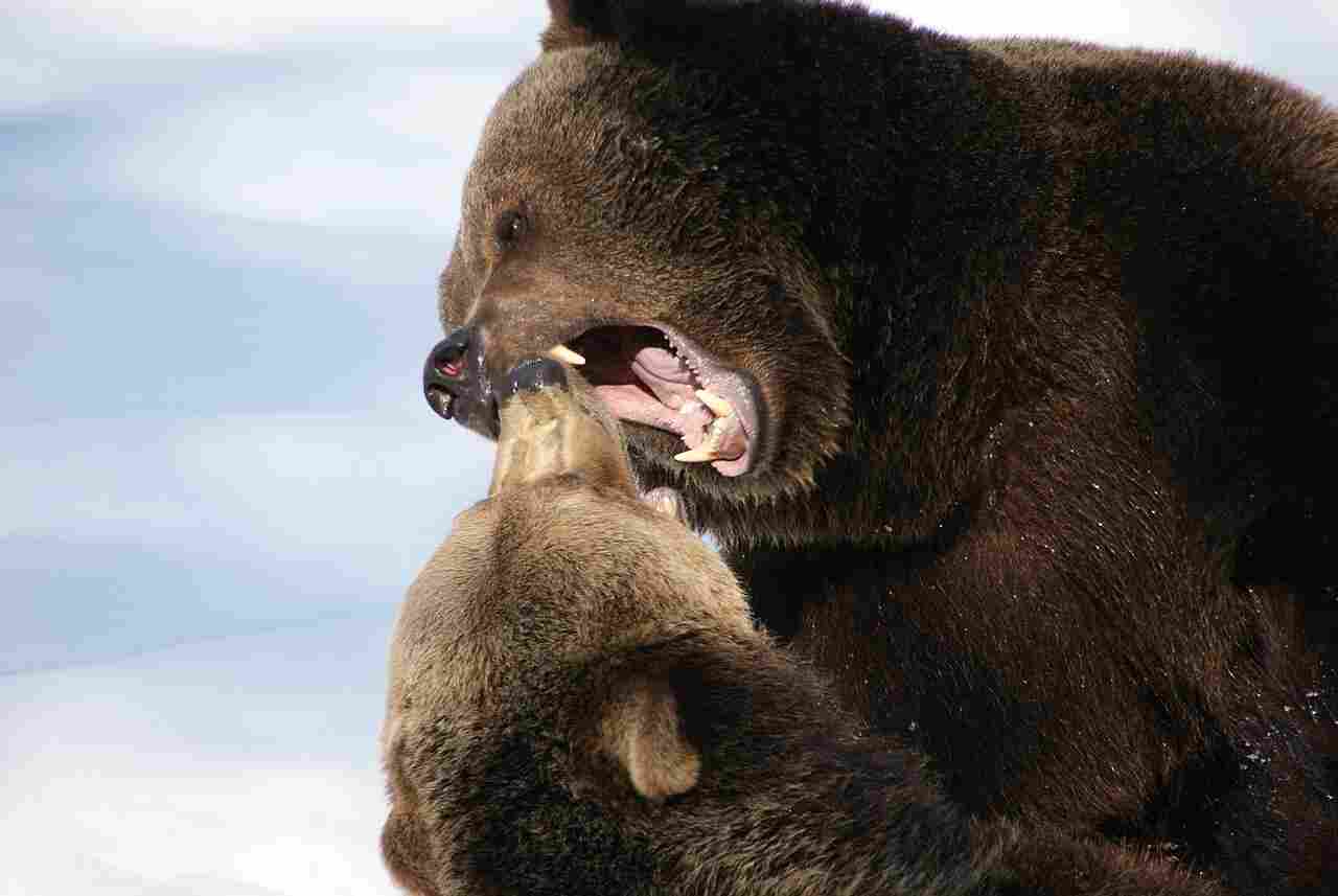 otter vs bear