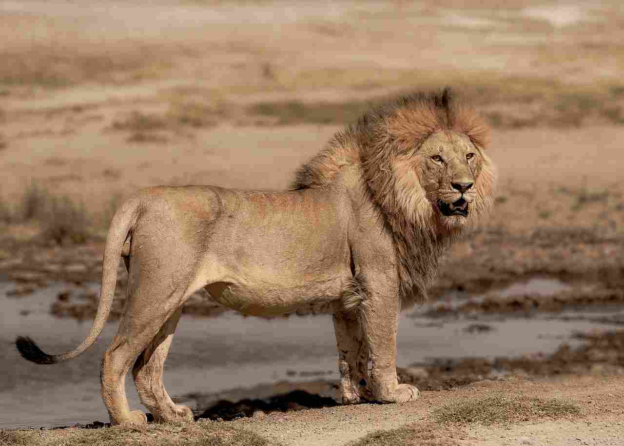 Bear Vs Lion: Human Activities Threaten the Survival of Wild Lions (Credit: Ankit Gita 2019 .CC BY 2.0.)