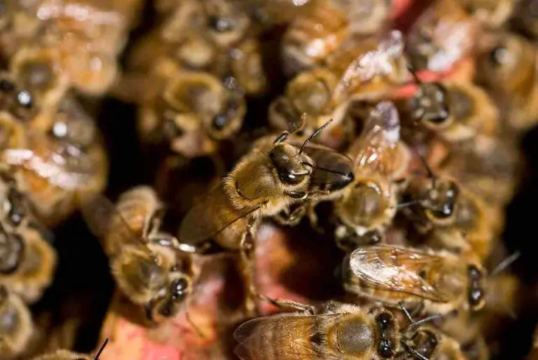 Are Bees Primary Consumers? Dietary Habits of Bees Revealed