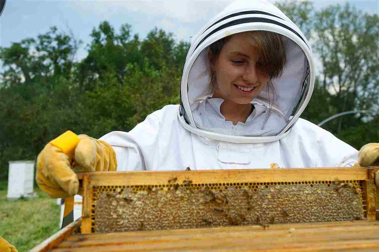 Are Bees Primary Consumers: Beekeeping is Useful for Deriving Honey, Pollination Services, and Other Products of Bee Colonies (Credit: IMCBerea College 2011 .CC BY 2.0.)