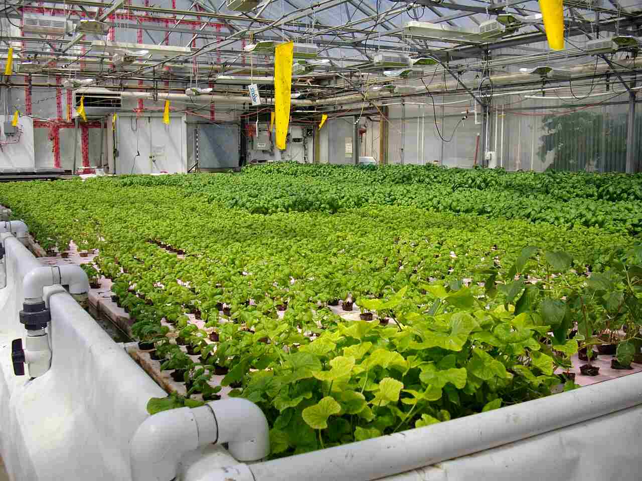Benefits of Aquaponics: Relatively Rapid Growth and Quality Produce are Both Associated With Aquaponics (Credit: Bryghtknyght 2010 .CC BY 3.0.)