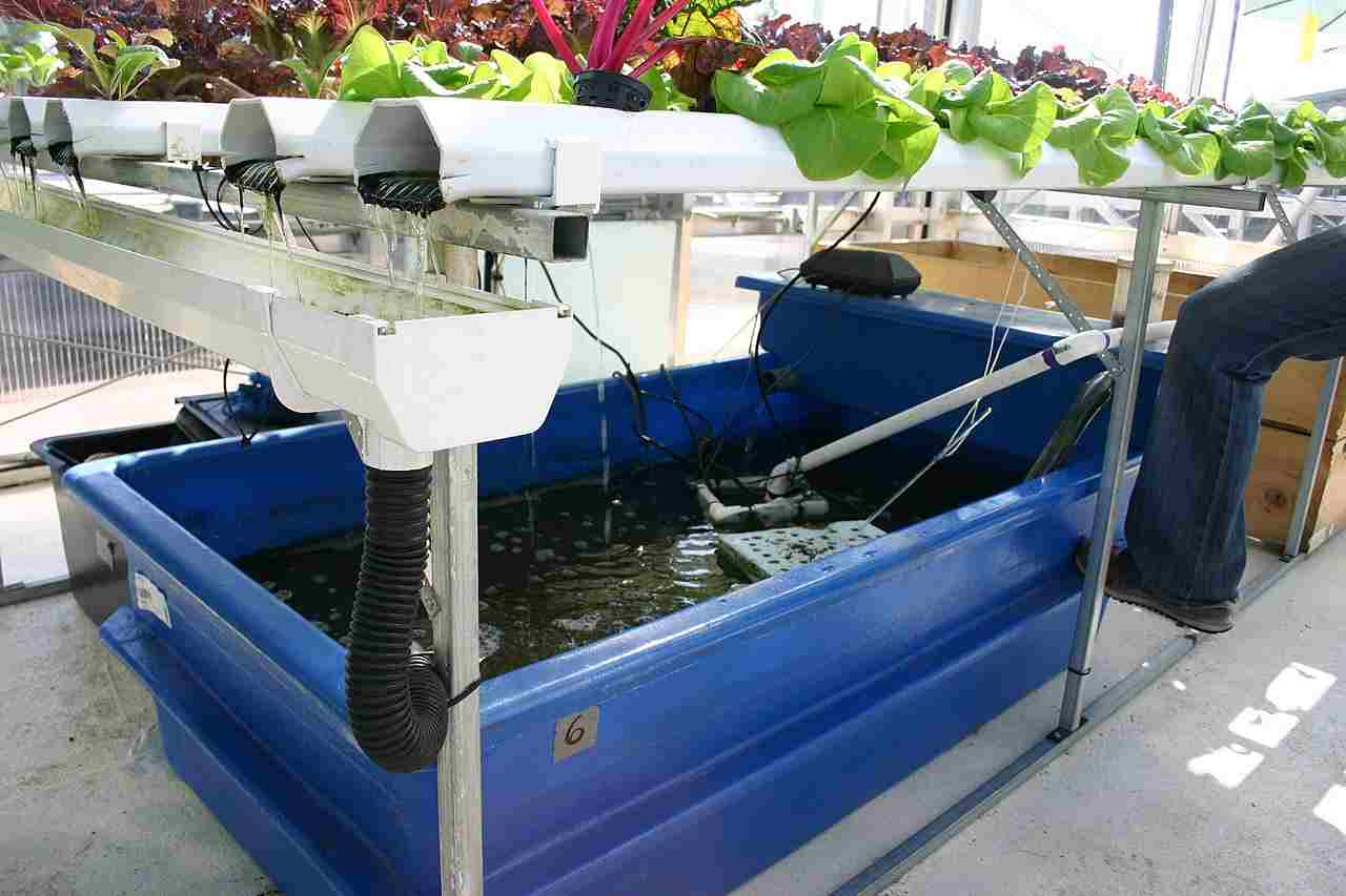 Benefits of Aquaponics: Many Aquaponic Systems are Space, Water, and Energy Efficient (Credit: Ryan Somma 2008 .CC BY-SA 2.0.)