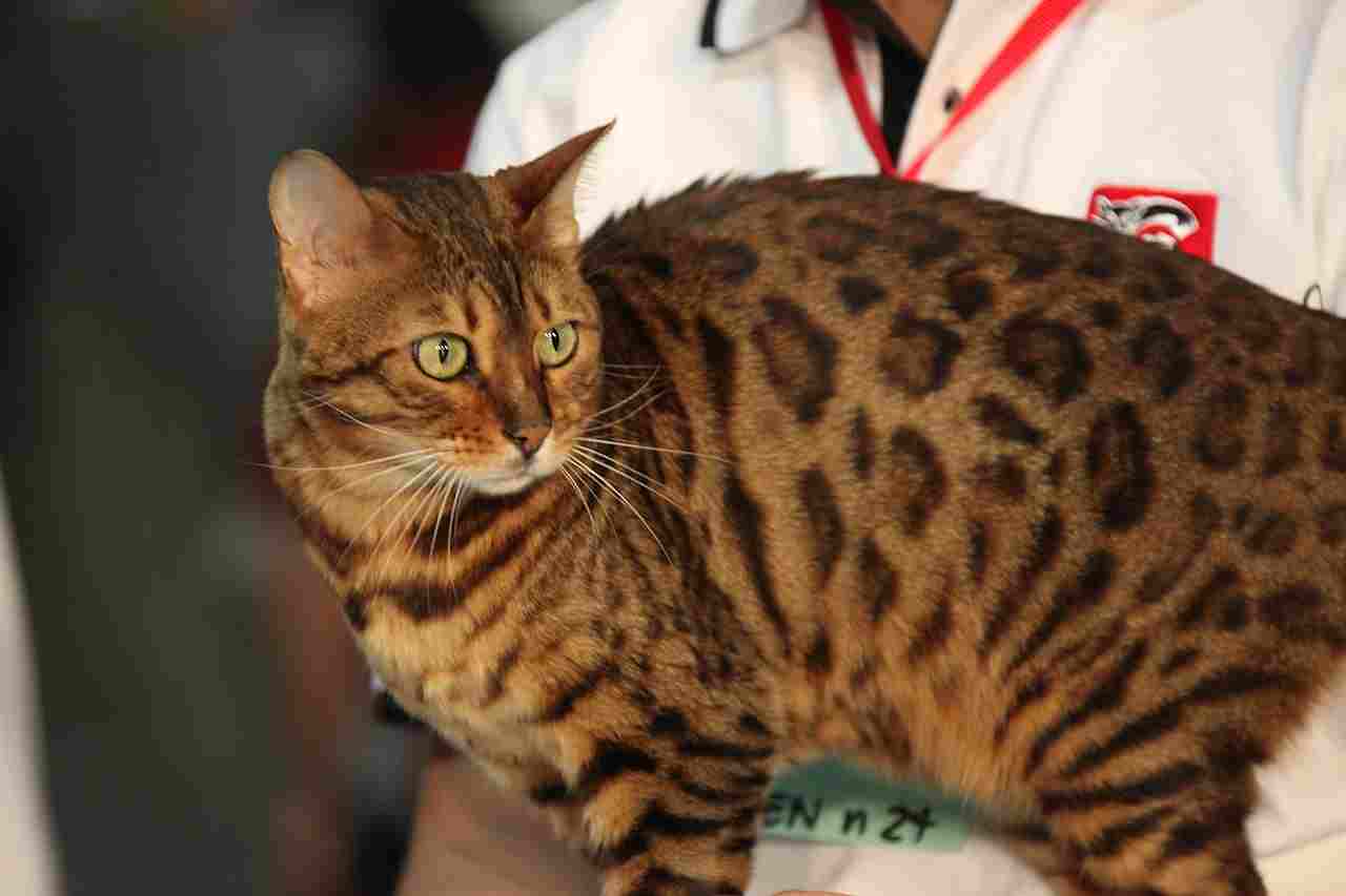 Bengal Cat Vs Tabby Cat