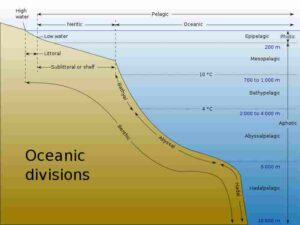 How Deep is the Benthic Zone?: Marine Ecosystems can be Segmented into Distinct Zones Based on Depth (Credit: Chris huh 2006)