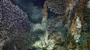 Benthic Zone Examples: Unique Features like Hydrothermal Vents Support Specialized Ecosystems and Organisms (Credit: NOAA Photo Library 2013 .CC BY 2.0.)