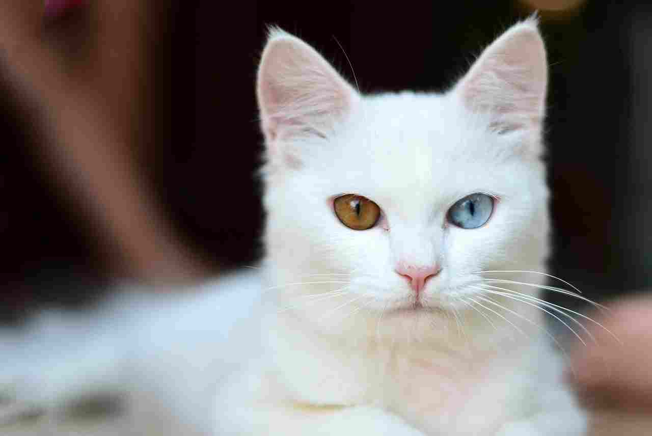 Best Cat Breeds For First-time Owners