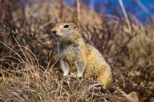 Biotic Factors in the Arctic Ecosystem: The Arctic Ground Squirrel Owes its Survival to Winter Hibernation (Credit: Denali National Park and Preserve 2012 .CC BY 2.0.)