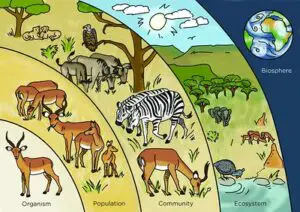 Biotic Factors Definition: Living Organisms as Core Biotic Factors in an Ecosystem (Credit: Siyavula Education 2013 .CC BY 2.0.)