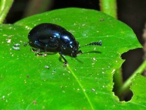 Biotic Factors in the Forest Ecosystem: Beetles are An Example of Herbivorous Forest Insects (Credit: Bernard DUPONT 2008, uploaded online 2015 .CC BY-SA 2.0.)