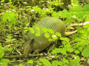 Biotic Factors in the Forest Ecosystem: Carnivores like Armadillo help Maintain the Ecologic Structure of their Habitat (Credit: Robert Nunnally 2013 .CC BY 2.0.)