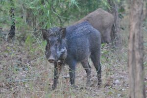 Biotic Factors in the Forest Ecosystem: Omnivores like Wild Boars are Ecologically Resilient Due to their Broad Range of Food Resources (Credit: Dr. Satyabrata Ghosh 2014 .CC BY-SA 4.0.)