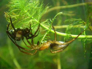 Biotic Factors in Freshwater Ecosystems: Water Spiders Build Underwater Retreats and Capture Organisms in Their Webs (Credit: Norbert Schuller Baupi 2009 .CC BY-SA 3.0.)