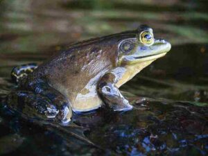 Biotic Factors in Freshwater Ecosystems: Bullfrogs are Omnivorous Amphibians that Inhabit Freshwater Bodies (Credit: John Cornellier 2014 .CC BY-SA 4.0.)