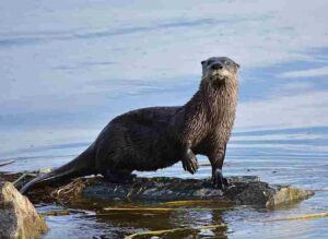 Biotic Factors in Freshwater Ecosystems: North American River Otter is Often an Apex Predator in Its Freshwater Habitat (Credit: USFWS Mountain-Prairie 2017 .CC BY 2.0.)