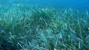 Biotic Factors in the Great Barrier Reef: Seagrasses Serve as Microhabitat and Soil Stabilizers, in Reef Ecosystems (Credit: Milorad Mikota 2020 .CC BY-SA 4.0.)