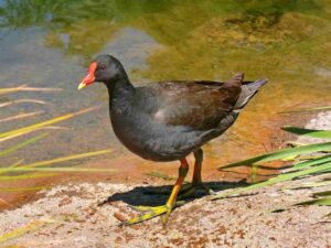 Biotic Factors in a Lake Ecosystem: Moorhen is an Example of a Lake Omnivore that Consumes both Plant and Animal Matter (Credit: Benjamint444 2009 .CC BY-SA 3.0.)
