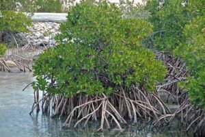 Biotic Factors in Ocean Ecosystems: Mangrove Plants are Versatile, Marine Primary Producers (Credit: James St. John 2007, uploaded online 2014 .CC BY 2.0.)