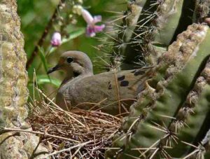 Biotic Factors in the Sahara Desert: Bird Nesting in Cactus Plants is an Example of Desert Commensalism (Credit: Stan Shebs 2006 .CC BY-SA 3.0.)