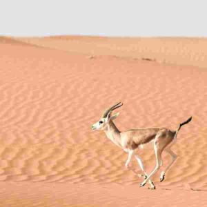 Biotic Factors in the Sahara: Prey Species in the Sahara May Develop Camouflage Through Evolution, as a Protective Feature Against Predators (Credit: AhmedAlAwadhi7 2018 .CC BY-SA 4.0.)