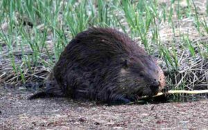 Biotic Factors in a Wetland: Beavers are Herbivorous Consumers in Wetland Habitats (Credit: Greg Schechter 2016 .CC BY 2.0.)