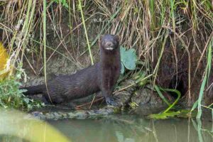 Biotic Factors in a Wetland Ecosystem: Mink is an Example of a Mammalian Carnivore in the Wetland (Credit: Christian Fischer 2016 .CC BY-SA 4.0.)