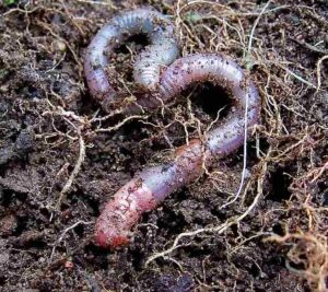 Biotic Factors in a Wetland Ecosystem: Detrital Matter Supports Detrivorous Invertebrates like Worms (Credit: pfly 2006 .CC BY-SA 2.0.)