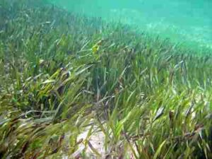 Biotic Factors in the Pacific Ocean: Seagrasses are Important as Food Sources and Habitat for Pacific Species (Credit: James St. John 2011, Uploaded Online 2014 .CC BY 2.0.)
