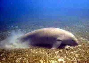Biotic Factors in the Pacific Ocean: Dugongs Survive by Grazing on Marine Autotrophs like Seagrass (Credit: Ruth Hartnup 2004, Uploaded Oine 2005 .CC BY 2.0.)